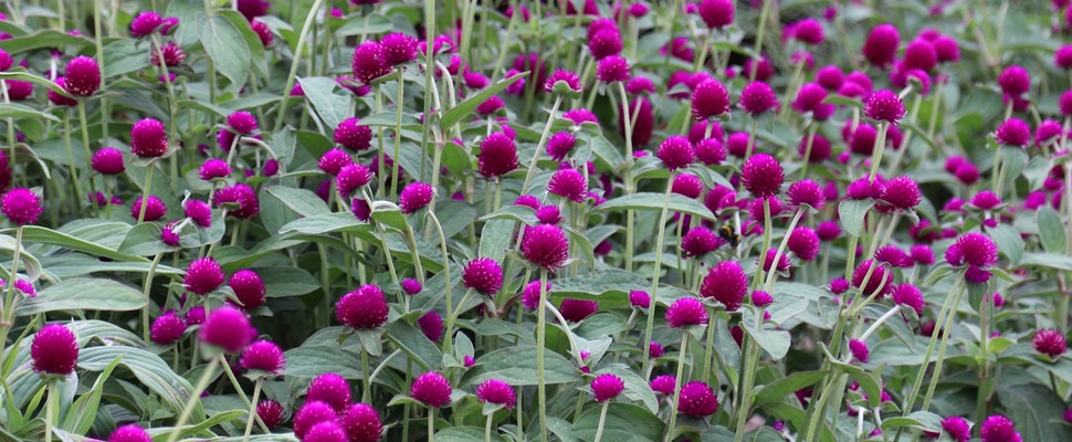Gomphrena 'Audray Purple Red'