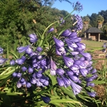 Agapanthus for Auckland image