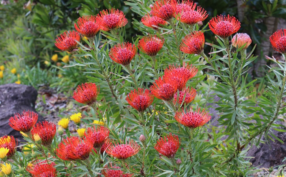 Leucospermum 'Flame Spike'