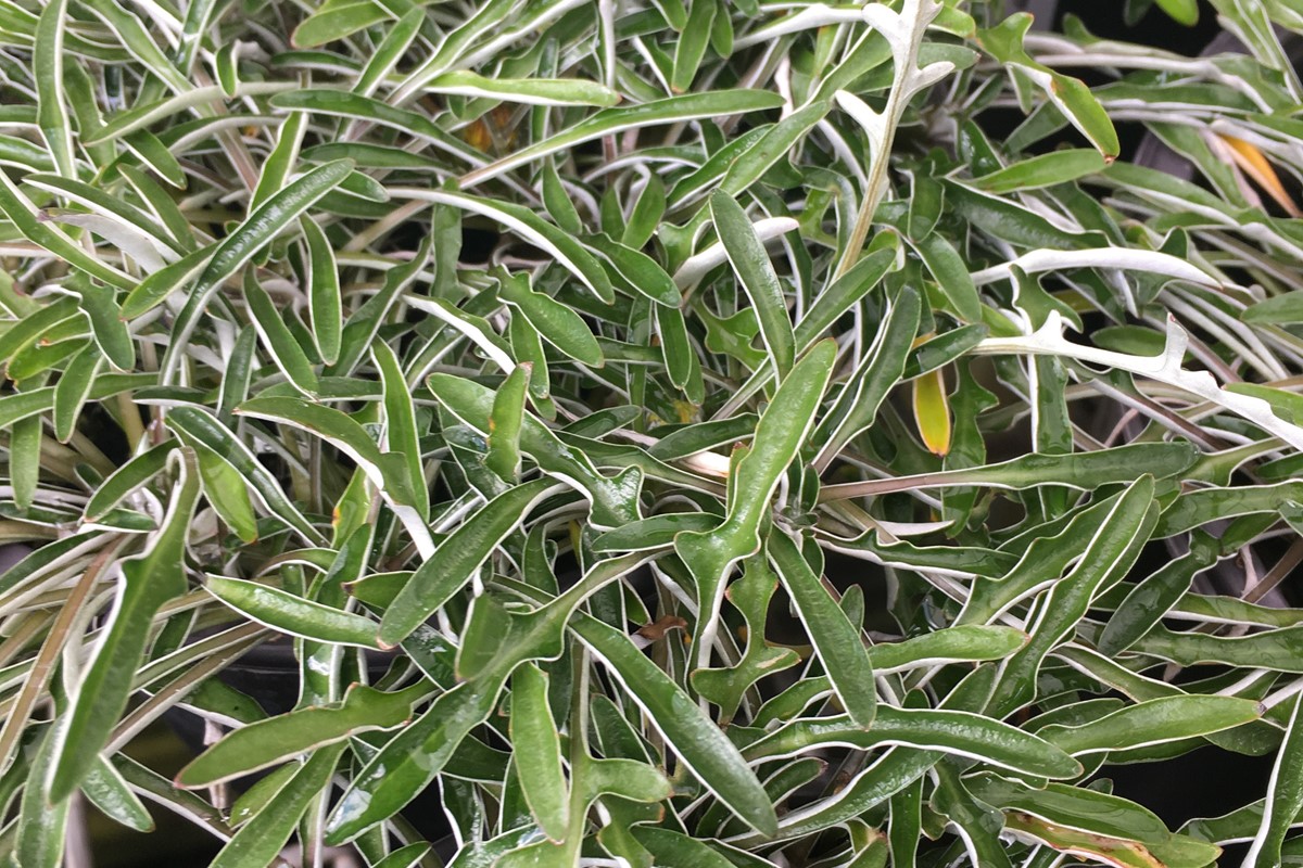 Dymondia margaretae