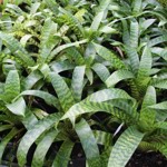 Vriesea hieroglyphica