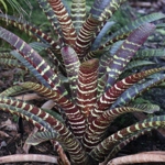 Vriesea fosteriana ‘Rubra’