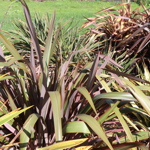 Phormium 'Joker'