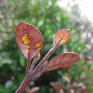 Drop and Learn: Myrtle Rust Survey image