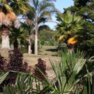 Subtropical tour of Palm Garden image