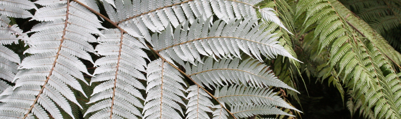 Cyathea dealbata 14 3 08 006.jpg