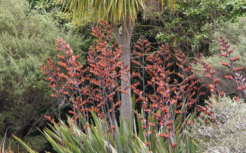 Phormium tenax
