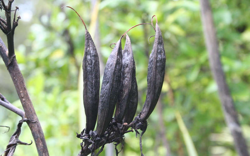 Phormium tenax