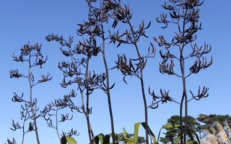 Phormium tenax