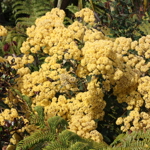 Pomaderris kumeraho