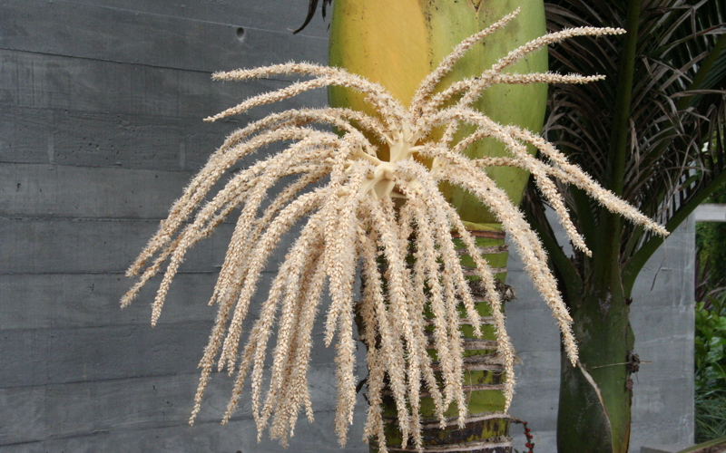 Rhopalostylis sapida