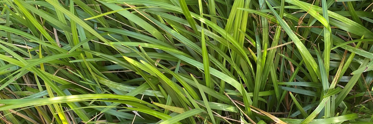 Dianella nigra