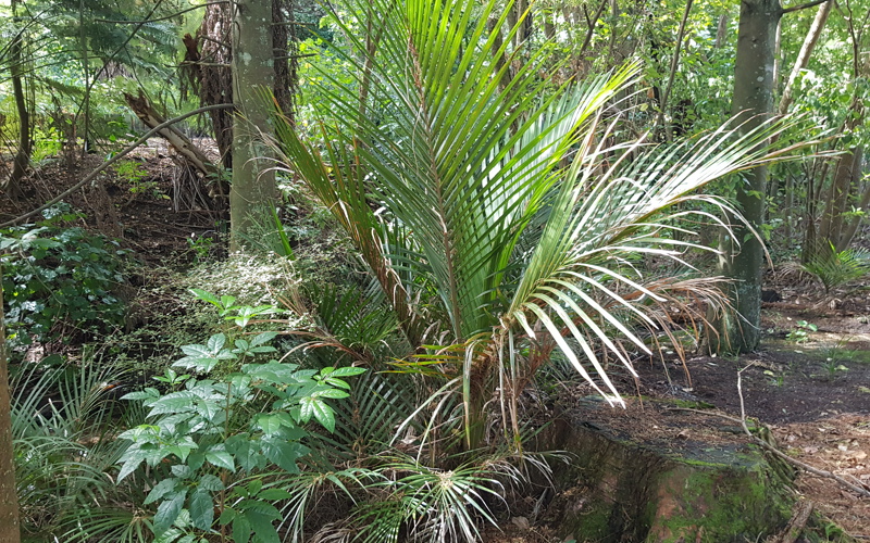 Rhopalostylis sapida