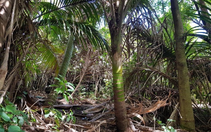 Rhopalostylis sapida