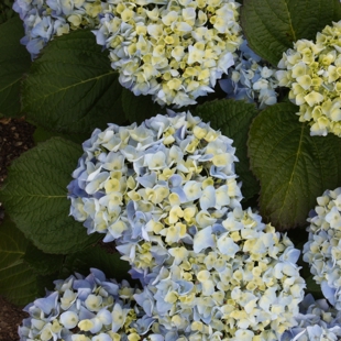 Hydrangea Pruning Workshop image