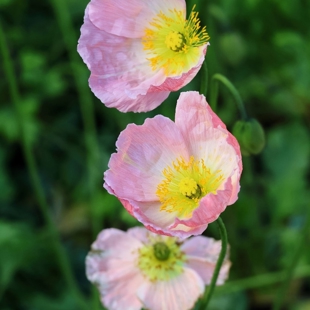 Nature Photography for beginners image