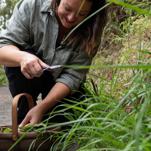 Nature’s Pharmacy: Exploring Medicinal Plants of spring image