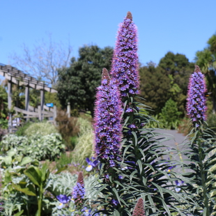 Drop and Learn: Colour in the Perennial Garden image