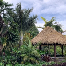 Palm Garden image