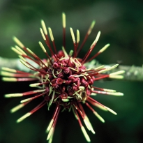 Native Plant ID Trailimage