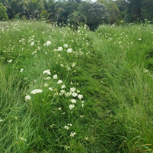 No mow and low mow workshop image