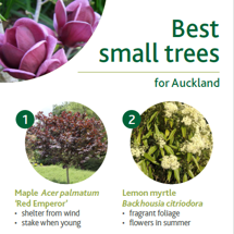 Small trees image