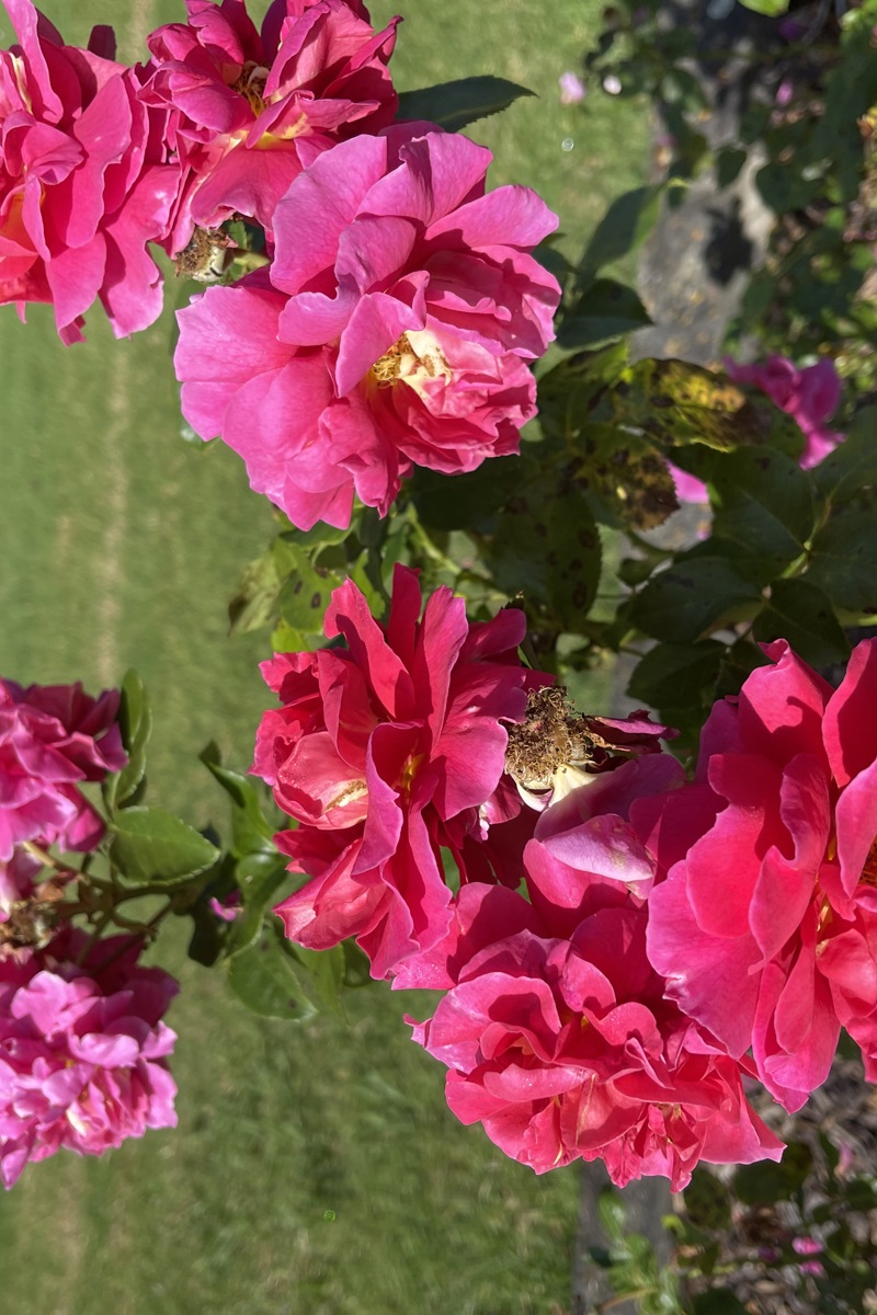 Rosa 'Berry Nice' (4)