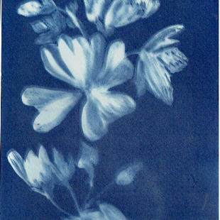 Blueprinting leaves and flowers with cyan image