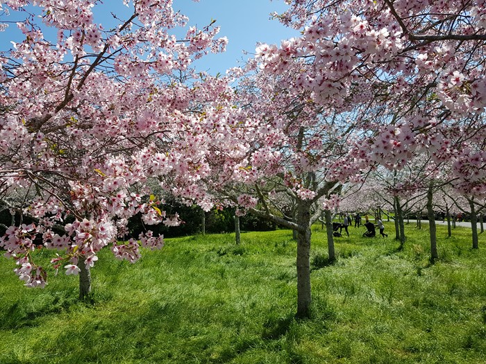 Cherry Blossom 2021