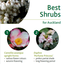 Shrubs image