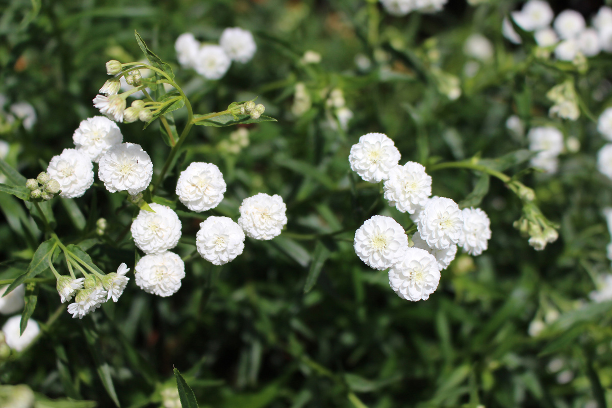 Achillea ptarmica 'The Pearl'