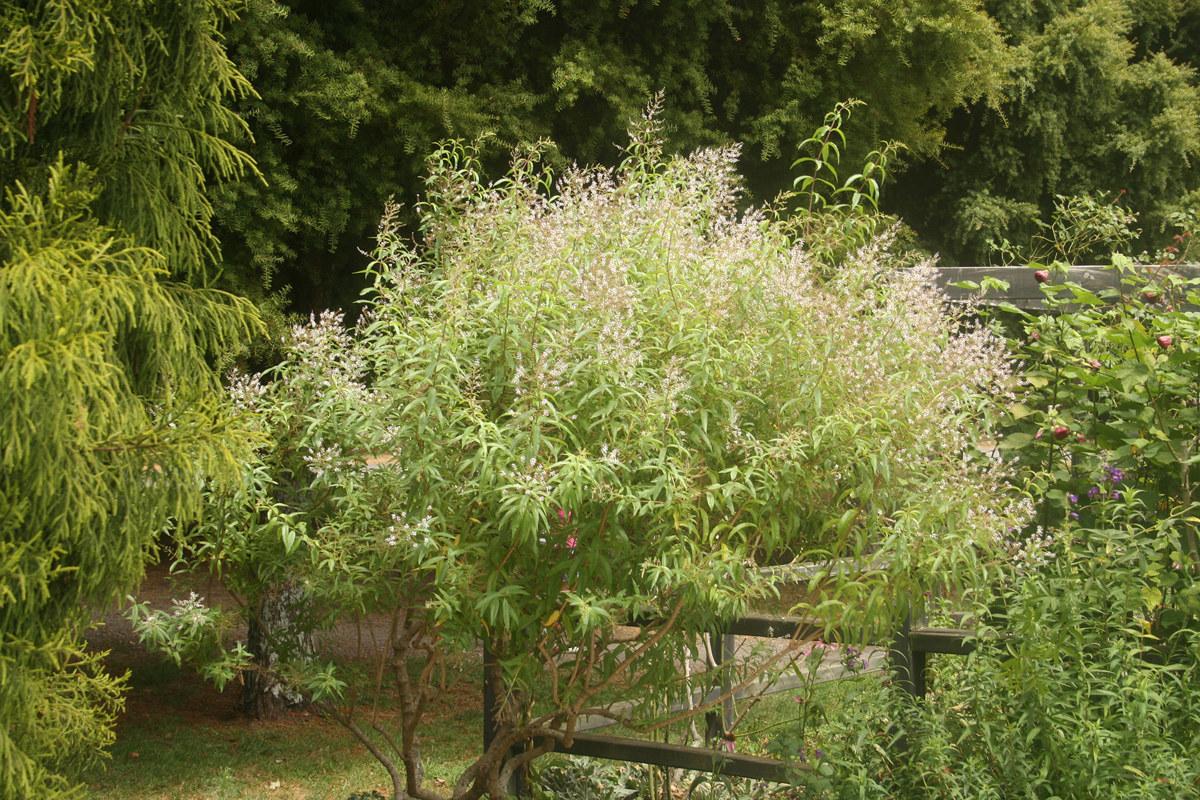 blackberry bush plant Natchez Blackberry Plug Plants main image 1
