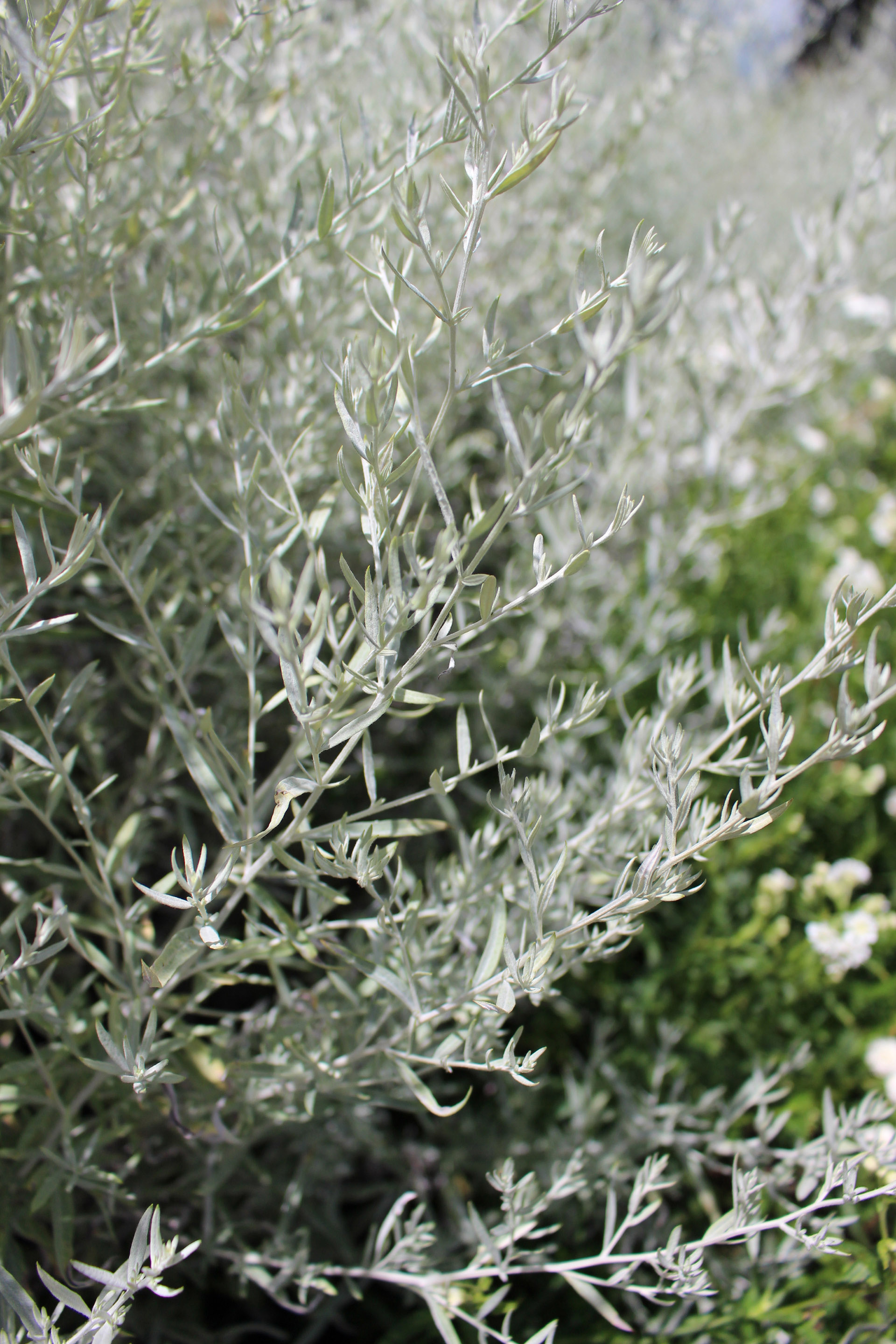 Artemisia ludoviciana 'Silver Queen'