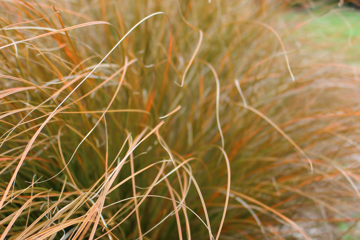 Grasses