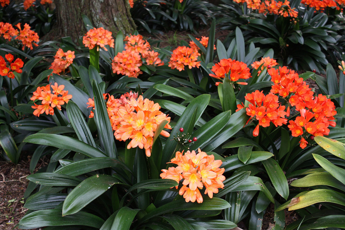 Clivia miniata