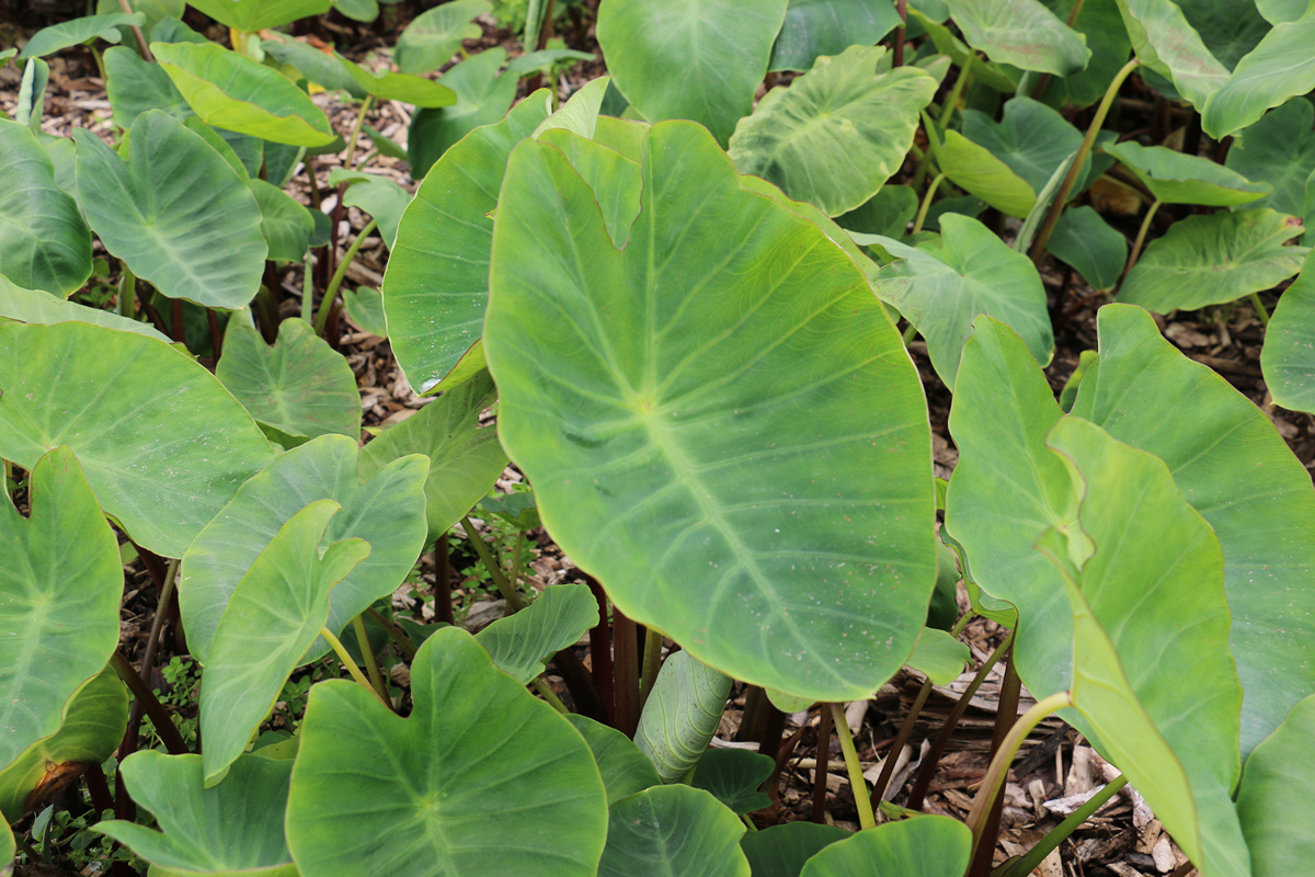 Colocasia esculenta