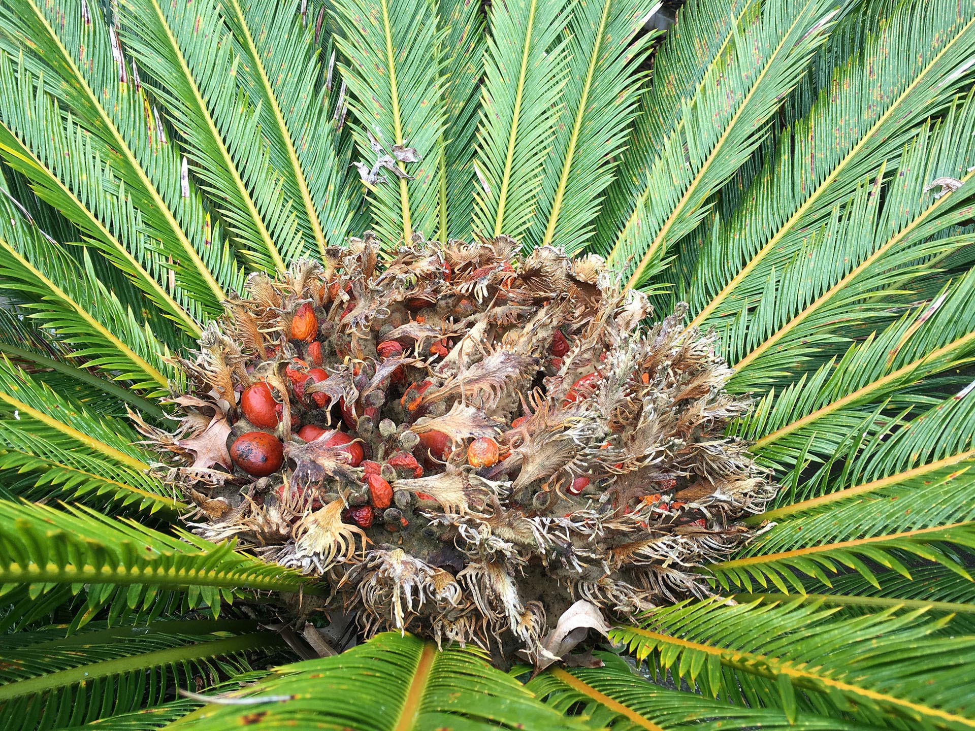Cycas revoluta