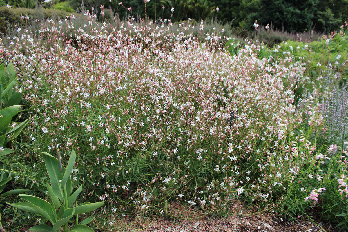 Gaura lindheimeri 'Whirling Butterflies'