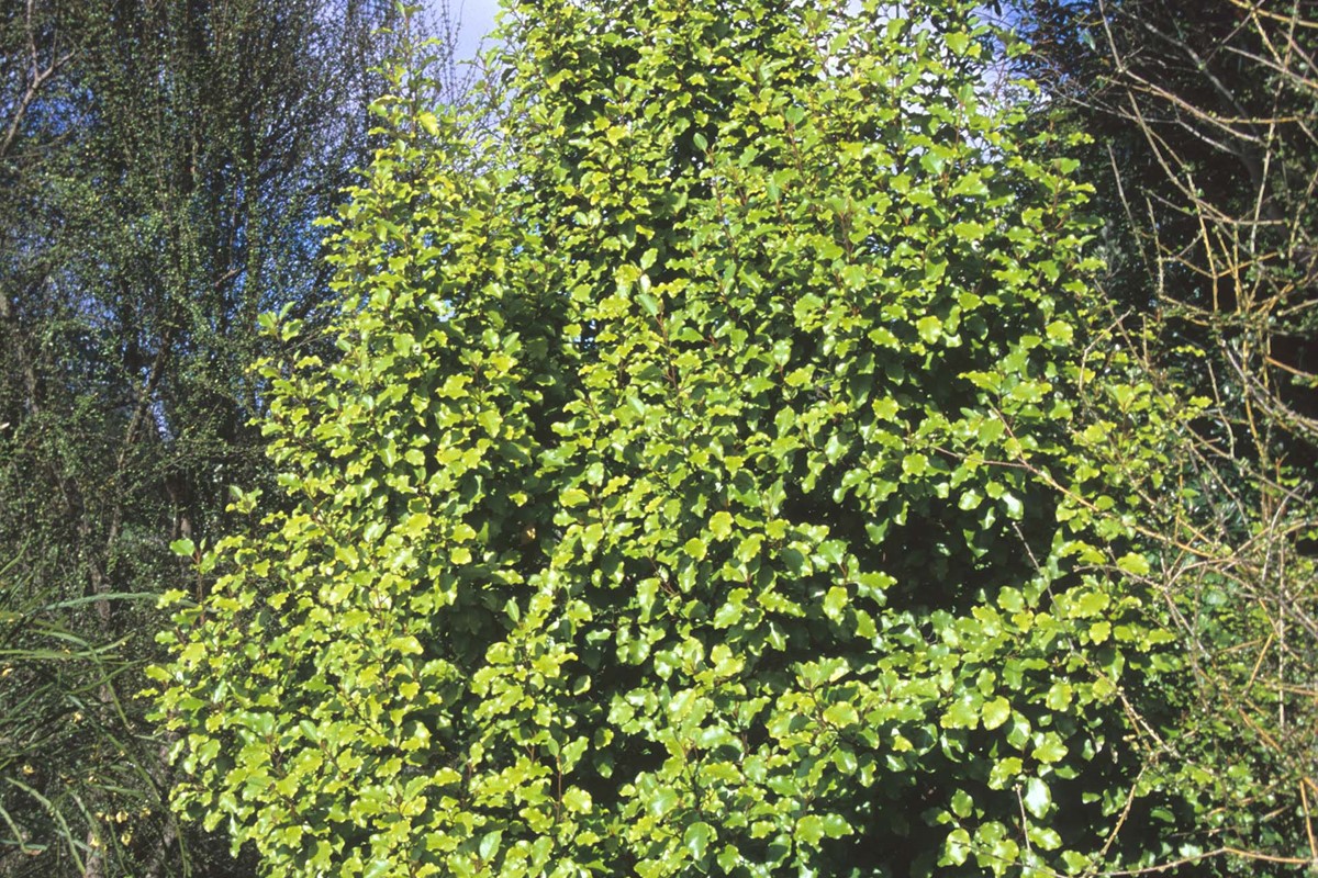 Olearia_paniculata(1).jpg