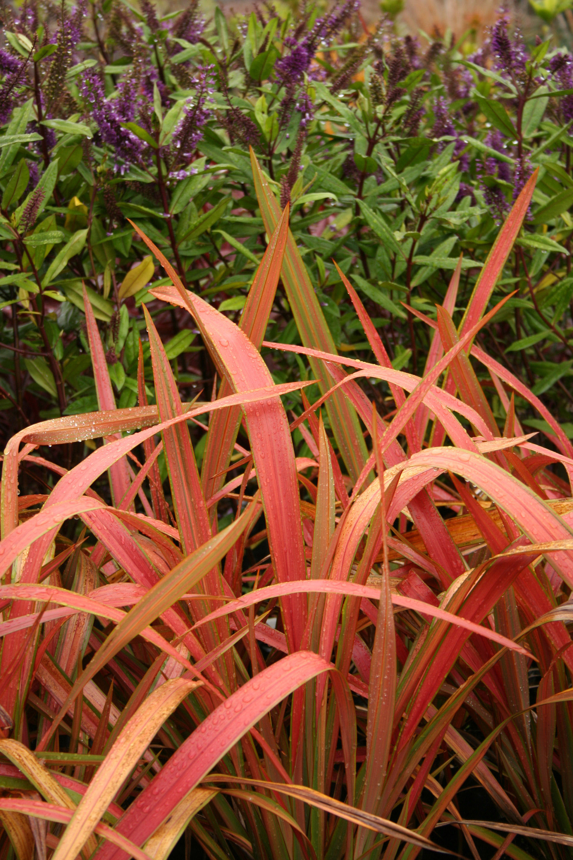 Phormium 'Jester'