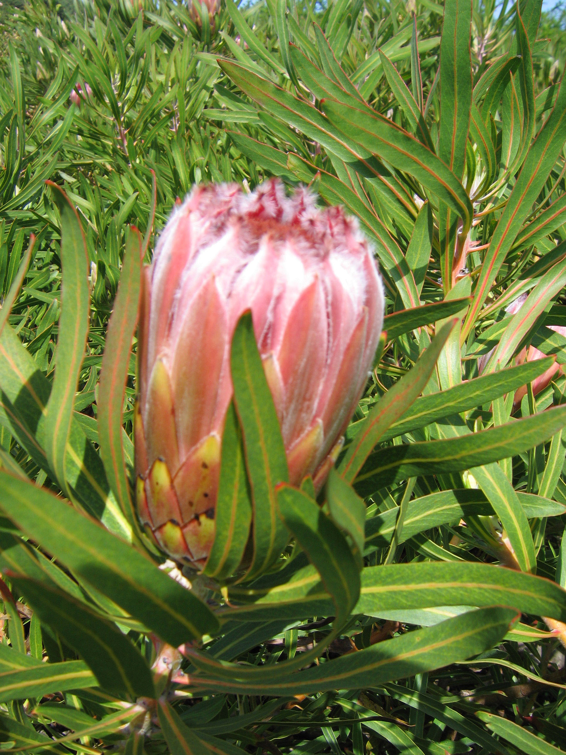 Protea Neriifolia