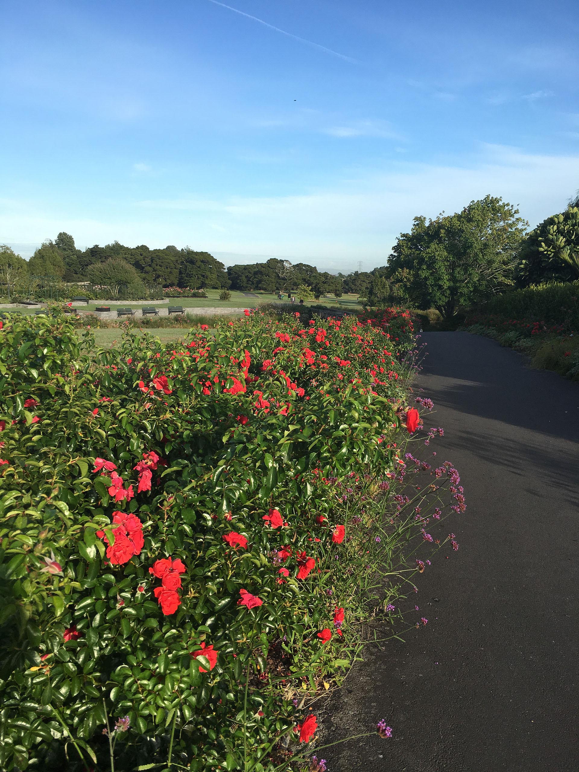 Rosa Flower Carpet Scarlet Noa83100b Shrub