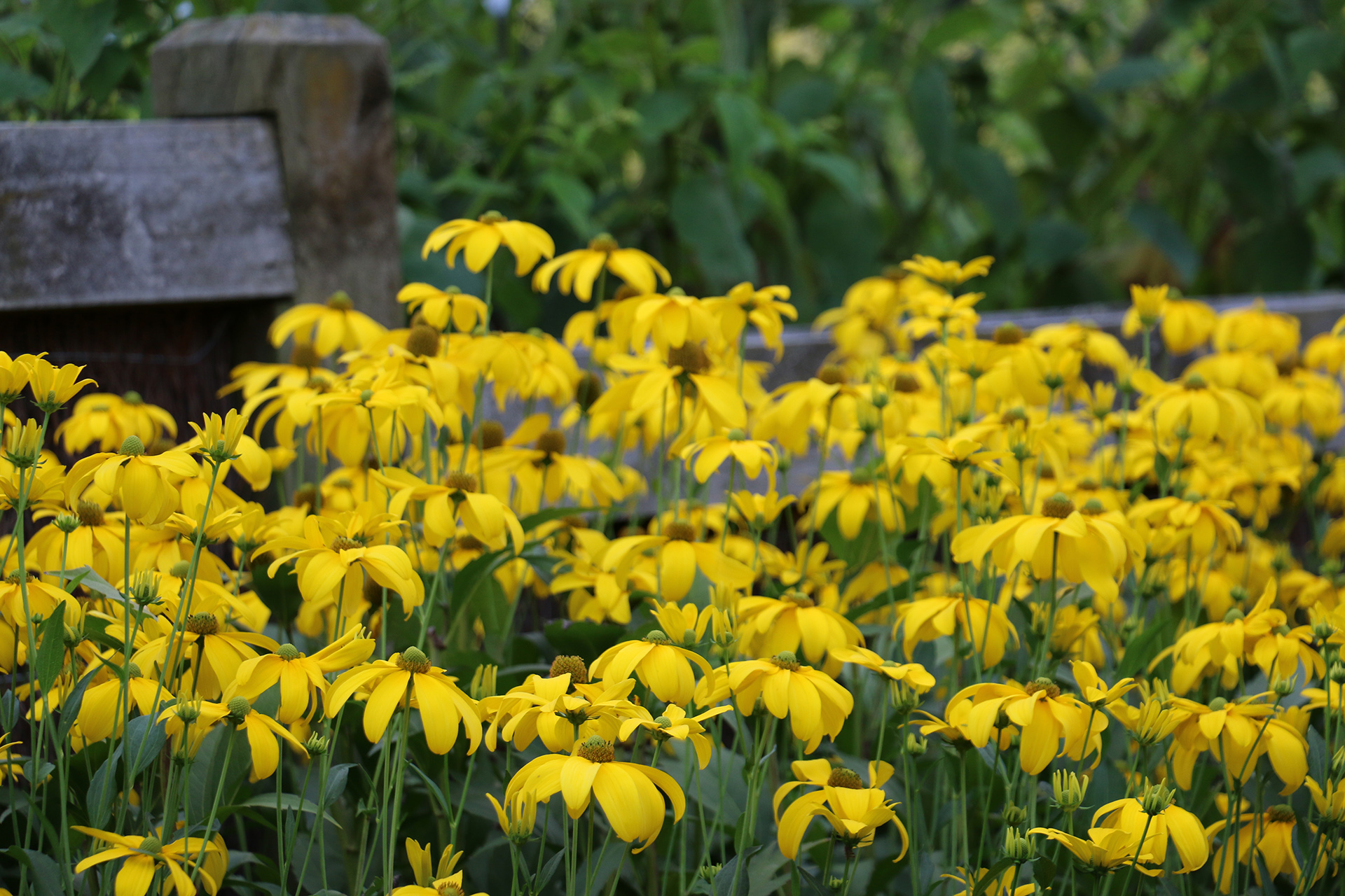 Rudbeckia Laciniata Herbstsonne