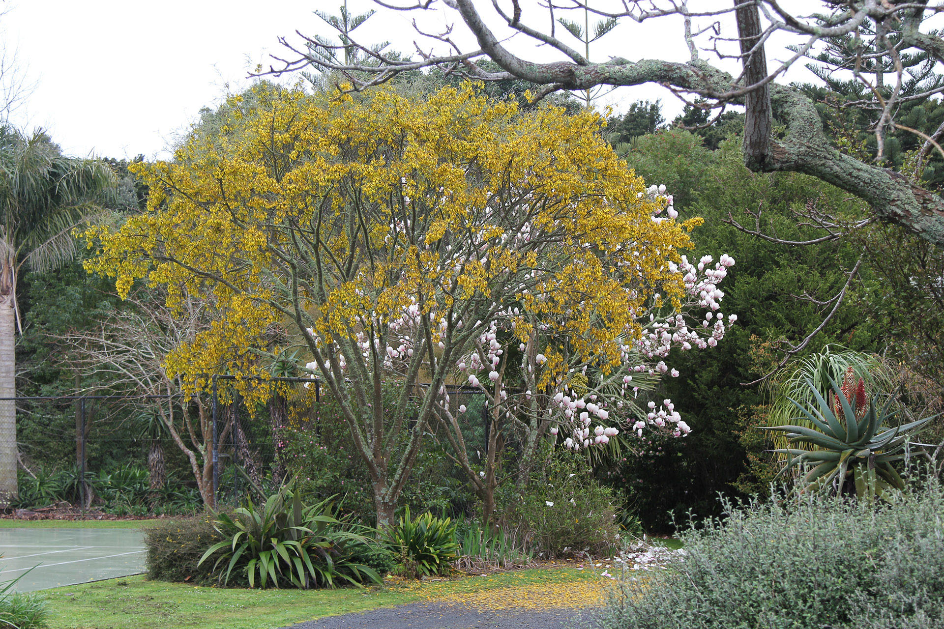 Sophora Fulvida