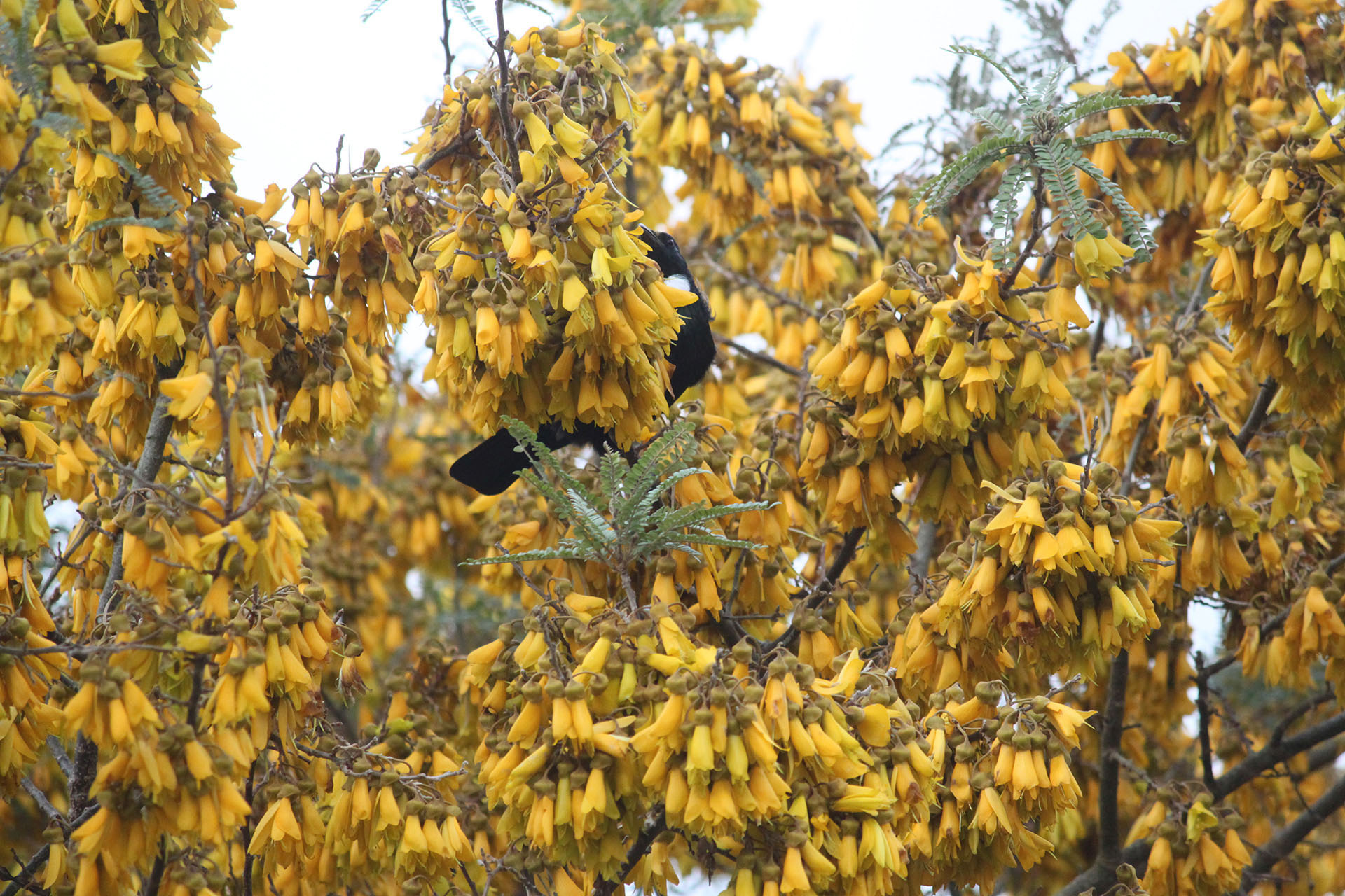 Sophora fulvida