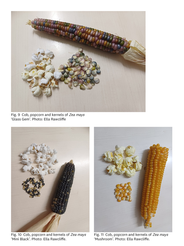 Figs 9 11 Corn Trial