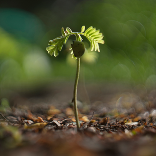 Plant more natives: seedling giveaway image