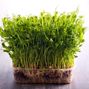 Microgreens (pea sprouts) image
