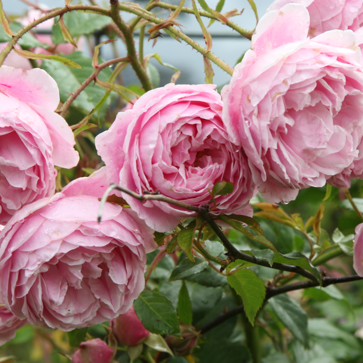 Roses