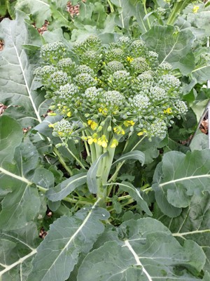 Figure 3 Brassica Oleracea 'De Cicco'